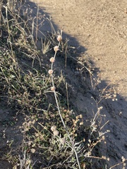 Eriogonum elongatum