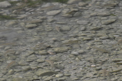 Squalius cephalus