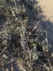 Eriogonum elongatum