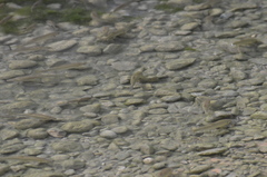 Squalius cephalus