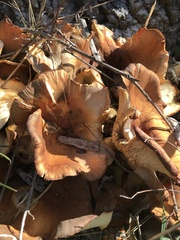 Paralepista flaccida