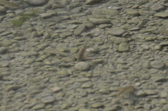 Squalius cephalus