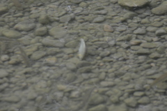 Squalius cephalus