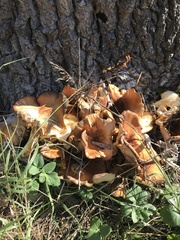 Paralepista flaccida