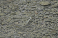 Squalius cephalus