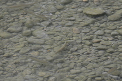 Squalius cephalus
