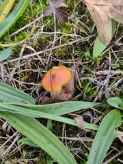 Hygrocybe conica