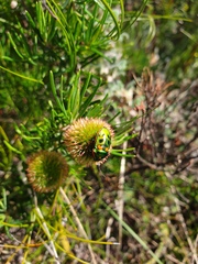 Scutiphora pedicellata