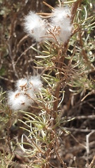 Eriocephalus racemosus