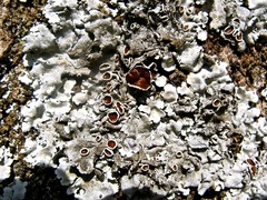 Parmelina tiliacea