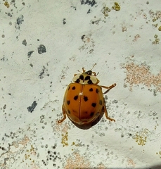 Harmonia axyridis