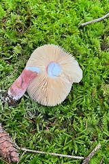 Russula queletii