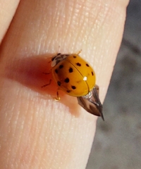 Harmonia axyridis