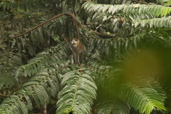 Cercopithecus cephus