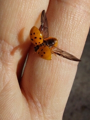 Harmonia axyridis