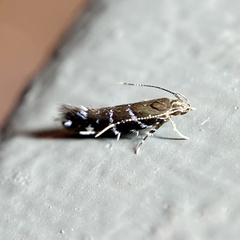 Stagmatophora argyrostrepta