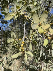 Quercus engelmannii
