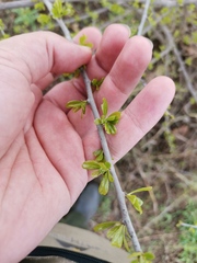 Ehretia rigida