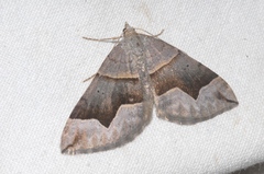 Scotopteryx moeniata