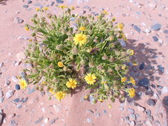 Osteospermum polycephalum