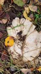 Lactarius controversus