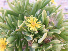 Osteospermum polycephalum