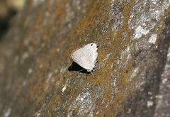 Ancema ctesia