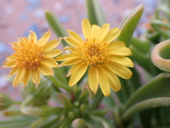 Osteospermum polycephalum