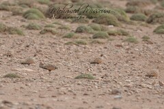 Pterocles orientalis