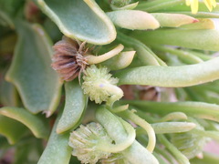 Osteospermum polycephalum