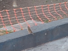 Passer domesticus