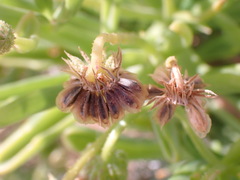 Osteospermum polycephalum