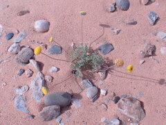 Foveolina dichotoma