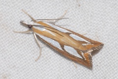 Catoptria myella