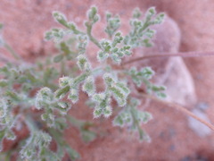 Foveolina dichotoma