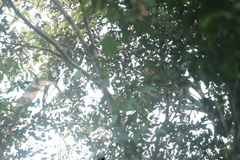 Cercopithecus cephus