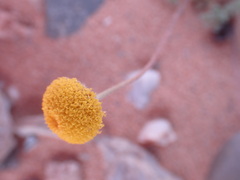 Foveolina dichotoma