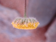 Foveolina dichotoma