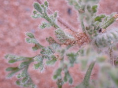 Foveolina dichotoma