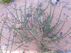 Jamesbrittenia merxmuelleri