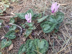 Cyclamen graecum graecum