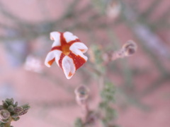 Jamesbrittenia merxmuelleri