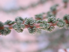 Jamesbrittenia merxmuelleri