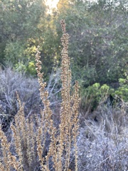 Artemisia californica