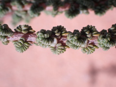 Jamesbrittenia merxmuelleri