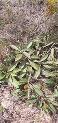 Berkheya herbacea