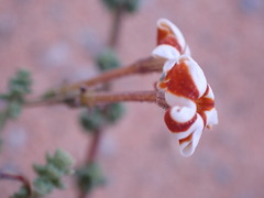 Jamesbrittenia merxmuelleri