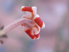 Jamesbrittenia merxmuelleri