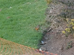 Turdus rufiventris