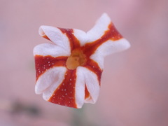 Jamesbrittenia merxmuelleri